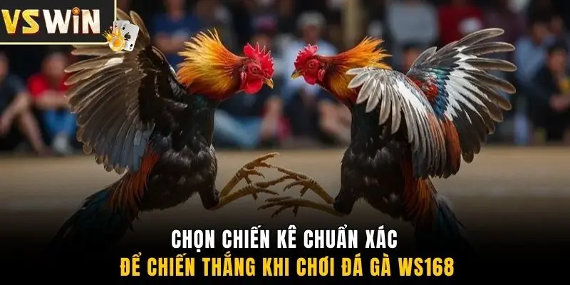 Chọn chiến kê chuẩn xác để chiến thắng khi chơi đá gà WS168