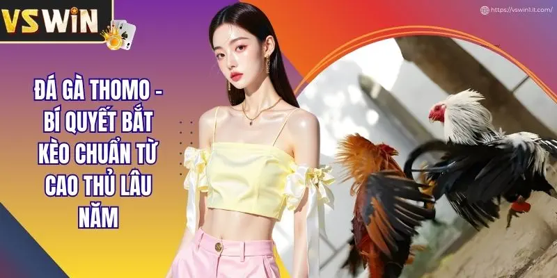 Đá gà Thomo - Bí quyết bắt kèo chuẩn từ cao thủ lâu năm